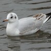 手賀沼公園のユリカモメ