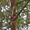 ケンクラチャン国立公園ガイドによる鳥見