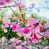気の早い私は　桜が気になる