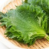 紫蘇を詠んだ短歌　紫蘇と荏胡麻は互いに変種の関係にあります．青紫蘇の香成分は荏胡麻にはありません．　畠なかに手もてわが扱（こ）く紫蘇の実のにほいの清しきころとなりにし　島木赤彦　　土の上に紫蘇のこまかき花ちりて秋の日かげのこまやかに照る　結城哀草果　　食うすくつつしみ暮すわが家に青紫蘇の葉は人が貰ひにくる　橋本德寿　　ふるさとの紫蘇の実のにほひ頻り恋ひ頻り恋ひゐる雨の降る日に　前川佐美雄　　紫蘇の葉を揚げておりたり都市の空薄れて夏はきわまりゆけり　馬場あき子　