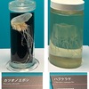 カツオノエボシとハブクラゲ（「毒の博物館」3動物の毒／国立科学博物館特別展「毒」より）　カツオノエボシはミズクラゲなどの典型的なクラゲとは異なるクダクラゲの仲間．日本の海水浴場で注意の警告がなされていることは多くの方がご存じの通り．溶血作用や神経毒性をもつ毒素が単離されています．ハブクラゲは沖縄で最も被害が多い危険生物で死者も報告されています．溶血活性を示す毒成分が主．なお，ミズクラゲは毒をもつものの，ヒトの角質膜を貫けないため痛みを感じることが少ないとのこと．