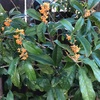 キンモクセイの二度咲き - Osmanthus Blooms Again