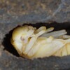 チュウホソアカ　メス蛹化