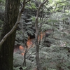 赤橙のカタマリ【フリー素材・森・森林・木・🌲・🌳・🌴】