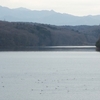 カンムリカイツブリ　狭山湖