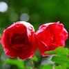 蔵出し「花々・見頃を迎えたバラ」を記録してきました。