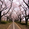 　近所の桜廻り