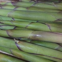 板前レシピ 姫竹 根曲がり竹 土佐煮 作り方 ちっぴぃクッキング