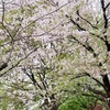 花吹雪の中、動物病院へ。トリュフベーカリーと焼くのが面倒な餃子。