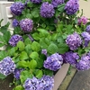 紫色のきれいな紫陽花｜主の帆教会自然ブログ