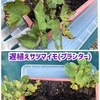 8月下旬超遅植えのプランターサツマイモ栽培の結果