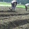 🍠【農作業日誌】元水田を畑に再生！サツマイモの畝作りと、スマホ騒動