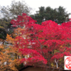 紅桜公園で紅葉🍁　とクラフトジン(°▽°)