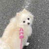 お散歩中の犬の引っ張り〜今からでもできる直し方