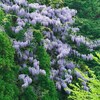 ヤマフジを堪能されたし！