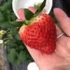 富田林市サバーファームでいちご狩り🍓