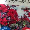 銅葉のサルスベリ　ブラックパールの苗木に出会う／雨が降って秋が訪れる