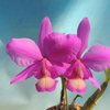 Cattleya  nobilior 'OCN Nagara #1 '  BM/JGP　