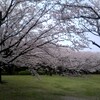 雨上がり、香澄公園の桜　2017