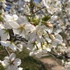 福岡市大手門の桜