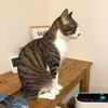 親バカ発揮！【つばさ】プロフィール
