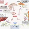 その51 糖質代謝に関わる臓器