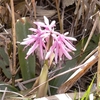 八間山の花