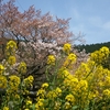 桜と菜の花の美しすぎる競演！京都のお花見、穴場の山科疏水。