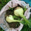 袋栽培の玉ねぎ無事収穫スタート
