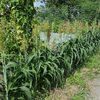 アブラムシ対策が、凄いなー。