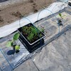 秋茄子の植え付けをしました🎵
