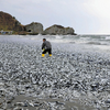 「温暖化による海水温の上昇で、大量に北上している可能性がある」