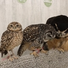 アキバフクロウ フクロウカフェ /秋葉原駅周辺の動物カフェ/フクロウ、ミミズクのいるお店（癒し）体験談レポート/Owl Cafe Akiba Fukurou