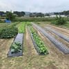 今日はキャベツの畝立て、大根の畝立て播種