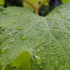 雨に思う　～クルマは僕の一部～