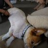 犬の整体　初体験