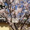  桜の便り　その５　西大寺さんの桜とつよしさん関連雑感