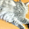 怖い夢を見て早く起きた朝。絶品栗蒸し羊羹をおやつにのんびり過ごす連休最終日。