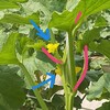 4月29日　着果節位決定