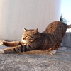 3月前半の #ねこ #cat #猫 その2