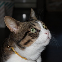 猫と私の庭から