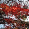 丹沢・大倉尾根の紅葉と初冬の富士山の雄姿