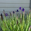 花札は菖蒲じゃなくて、かきつばたなんですって。