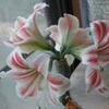 庭の花達