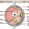 筋肉を分化・統合して動かす手続き概要