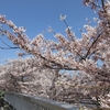 桜 2025 … Part 8