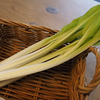 食から春、「うるい」を食べてみました (I tried to eat " Hosta Plant" which feels spring)