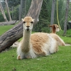 ロッテルダムの動物園のしあわせそうな住人