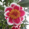 【植物の花の写真】タマ・アメリカーナ（ツバキ）；ツバキ科  Camellia japoniva；Theaceae  2018年12月16日（日）鹿児島市自宅近所