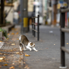 近隣繁華街のねこさん